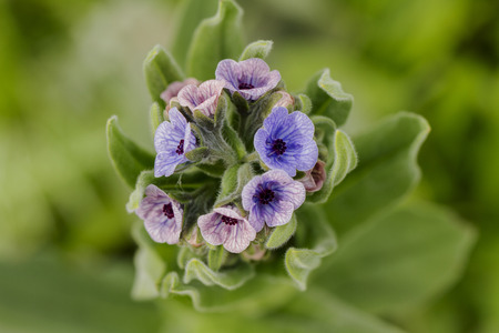 Close up view of the beautiful wildflower Cynoglossum creticum in nature.の写真素材
