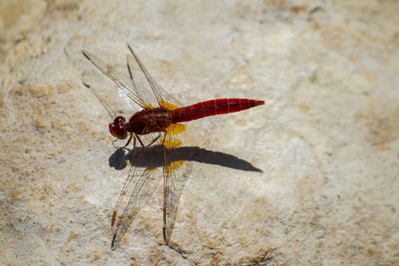 Close up view of a red dragonfly on a stone. 