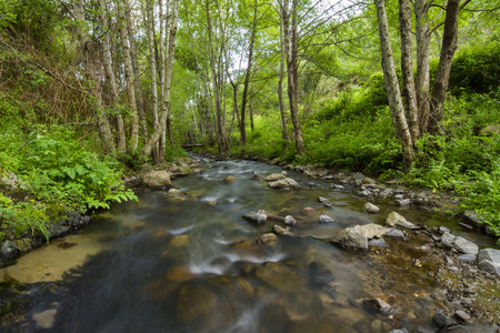 Beautiful view of a healthy forest with a stream of water located on Monchique, Portugal.の写真素材