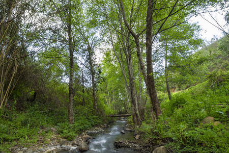 Beautiful view of a healthy forest with a stream of water located on Monchique, Portugal.の写真素材