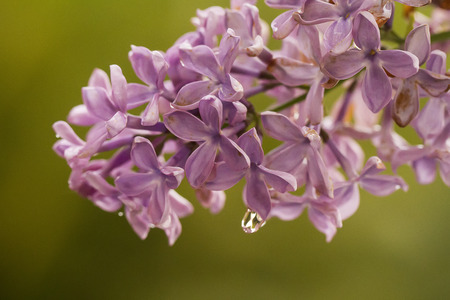 Close up view of a branch from the beautiful Syringa vulgaris tree.の写真素材