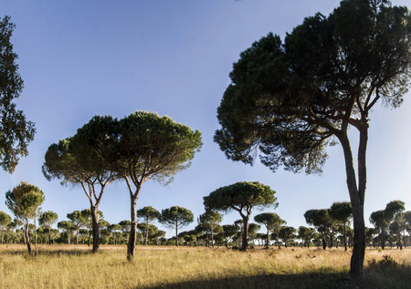 View of a great pine tree forest on the protected region of Sado, Portugal.の写真素材