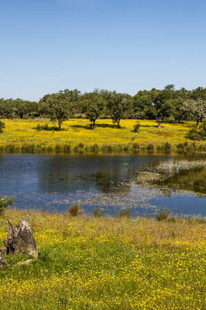 Beautiful spring landscape view of the Alentejo region in Portugal with a lake and flowers field.の写真素材