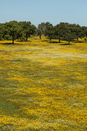 Beautiful spring landscape view of the Alentejo region in Portugal.の写真素材