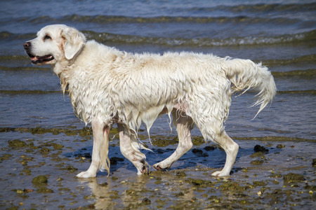 View of a cute wet white dog playing in the water.