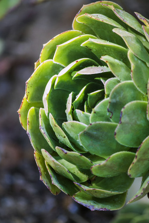 Close up view of a beautiful succulent type plant.の写真素材
