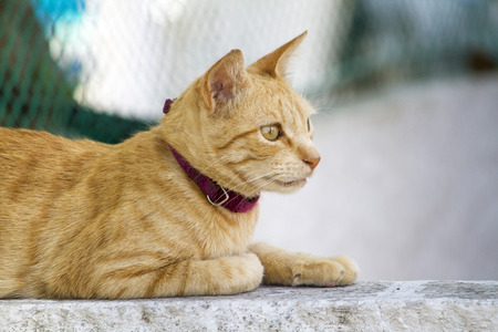 Close up view of a yellow domestic cat resting on a wall.