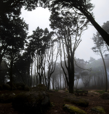 View of a eerie road in a forest with fog and rain, in the Sintra region, Portugal.の写真素材