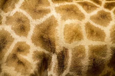 Close up view of the skin texture of a giraffe.の写真素材