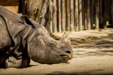 Close up view of a  Indian rhinoceros (Rhinoceros unicornis) on a zoo.の写真素材