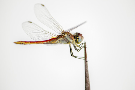 Close up view of the beautiful Yellow-winged Darter dragonfly.