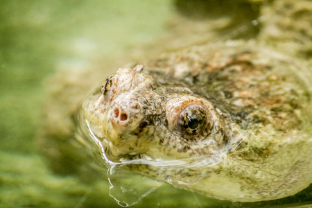Close up view of a peaking head of a Adanson mud turtle (Pelusios adansonii).