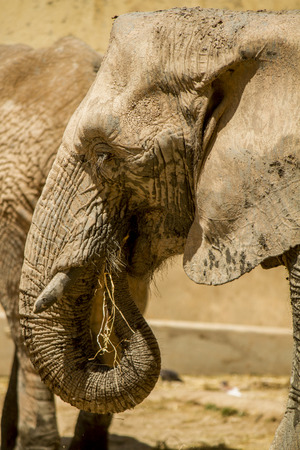View of an African Elephant の写真素材