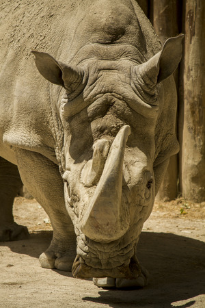 Close up view of a white rhinoceros or square-lipped rhinoceros (Ceratotherium simum)の写真素材