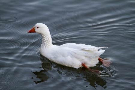 Top view of a white duck swimming on a pond.の写真素材