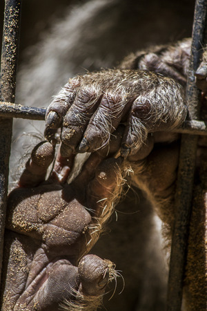Close up view of a Hamadryas baboon (Papio hamadryas) hand.の写真素材