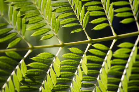 Close macro view of a Bipinnate leaflets type of tree leaf.の写真素材