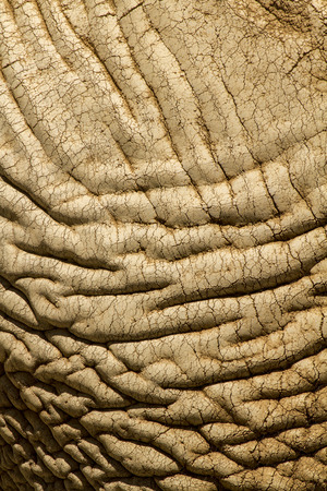 Close up view of the skin texture of an African Elephant.の写真素材