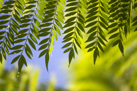 Close macro view of a even pinnate leaflets type of tree leaf.