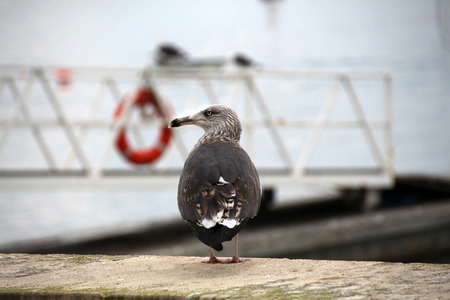 View of a lonely seagull on the docks gazing the ocean.の写真素材