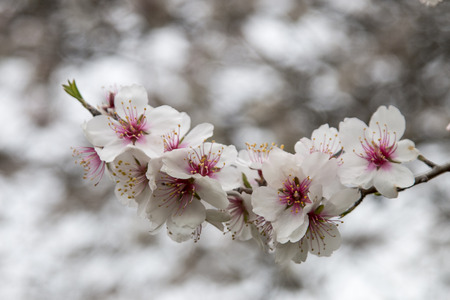 Beautiful view of almond trees in full bloom in nature.の写真素材
