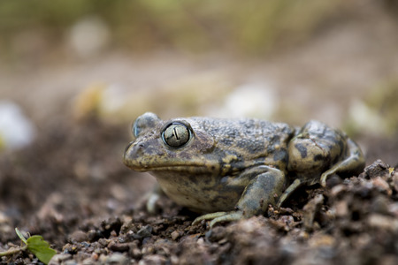 Close up view of the  Iberian spadefoot toad (Pelobates cultripes) in nature.の写真素材