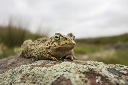 Close up view of the  natterjack toad (Epidalea calamita) in nature.の写真素材