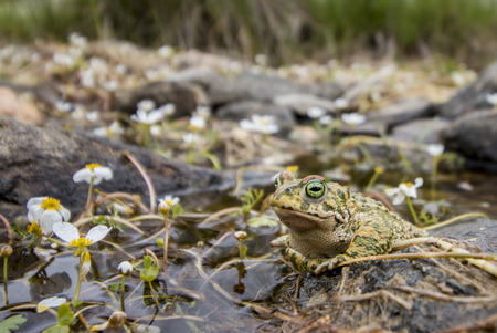 Close up view of the  natterjack toad (Epidalea calamita) in nature.の写真素材