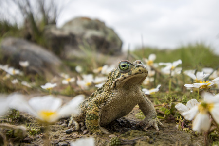 Close up view of the  natterjack toad (Epidalea calamita) in nature.の写真素材