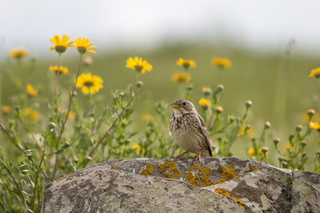 View of a lonely Passer Sparrow (Passer domesticus) on top of a stone.の写真素材