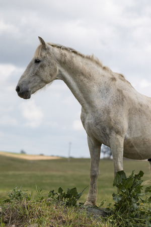 View of a white horse on top of a small hill in the countryside.の写真素材