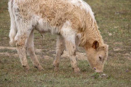 Close up view of a brown cow grazing the pasture.の写真素材