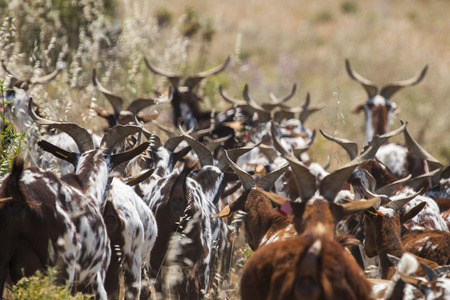 View of a herd of goats in a pasture in the countryside.の写真素材