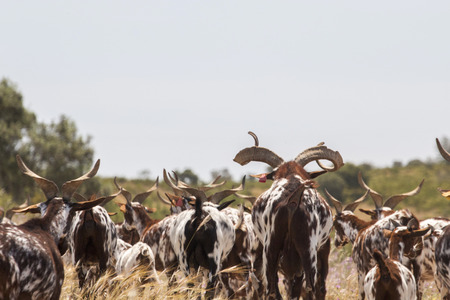View of a herd of goats in a pasture in the countryside.の写真素材