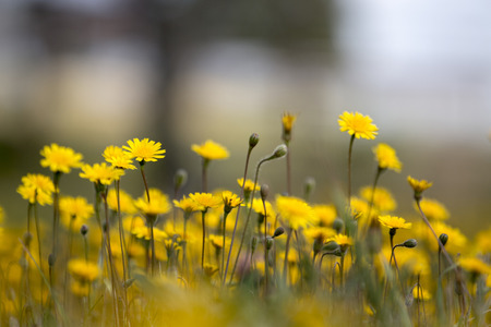 Close up view of beautiful spring dandelion flowers.