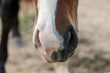Close up view of the muzzle of a horse.の写真素材