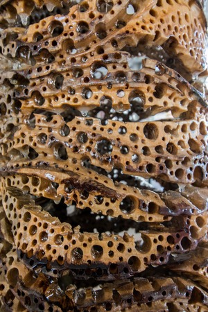 OLHAO, PORTUGAL - December 18th, 2015: Exhibition of sculpture Nuno Mestre that creates house lamps from the Giant Cabuya plant.のeditorial素材