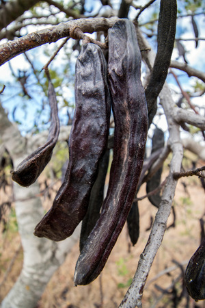 Close up view of a bunch of carob fruits hanging from the tree.の写真素材