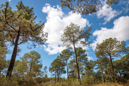 Beautiful landscape view of a bunch of pine trees over a cloudy blue sky.の写真素材