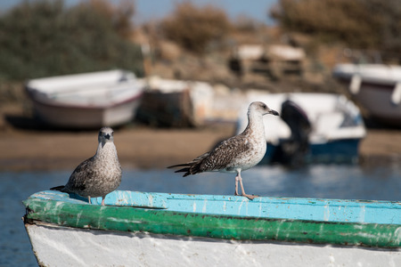 Close up view of an anchored traditional fishing boat with seagulls.