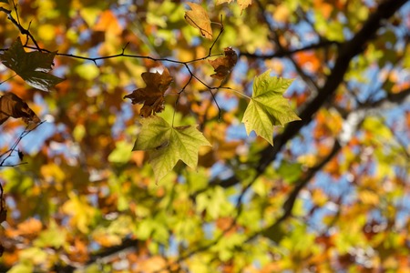 Beautiful autumn forest with tall trees in Monchique region, Portugal