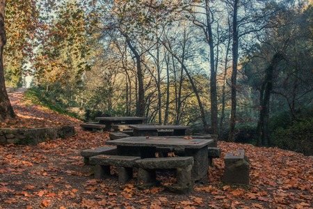 Beautiful autumn park with tall trees in Monchique region, Portugalの写真素材