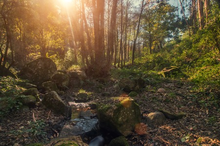 Beautiful forest mountain region in autumn season located on Monchique, Portugal.の写真素材