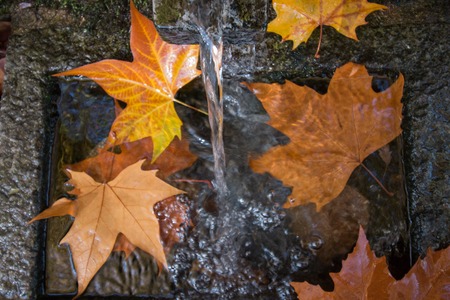 River source headwaters in autumn in the Monchique mountain region, Portugal.の写真素材