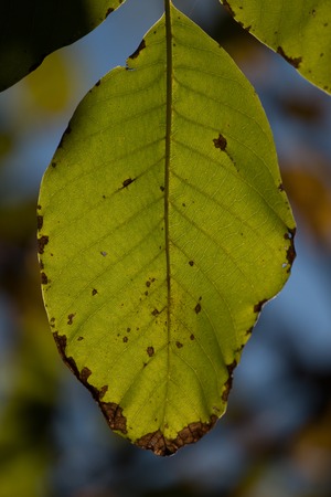 Beautiful view of chestnut tree leaves against the sun.の写真素材