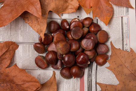 A bunch of sweet chestnuts with brown autumn leaves and newspaper.の写真素材