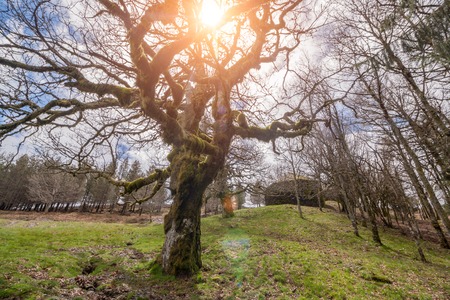 Old oak tree in the cold season with no leaves.の写真素材