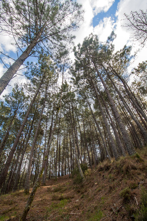 pine  trees in the cold season on a forest.の写真素材
