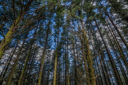 Dense pine tree woods in the region of Lousa, Portugal.