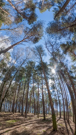 Dense eucalyptus tree woods in the region of Lousa, Portugal.